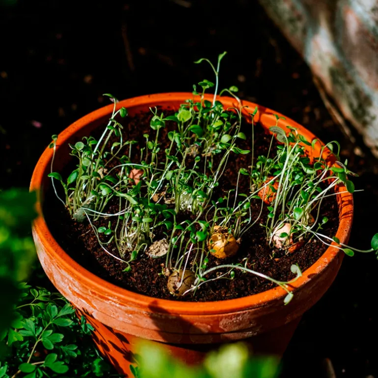 Gaveæske "Hooray! It´s party time" med 4 blomsterbomber